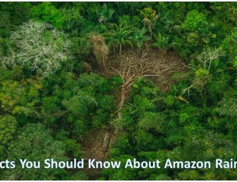 7 Facts You Should Know About Amazon Rainforest